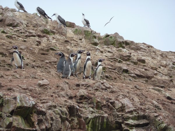 Humbolt penguins