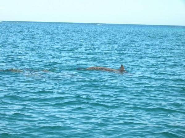 Barbareta Trip - More Dolphins!