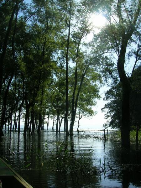 Lago de Yojoa - Trees in the Water