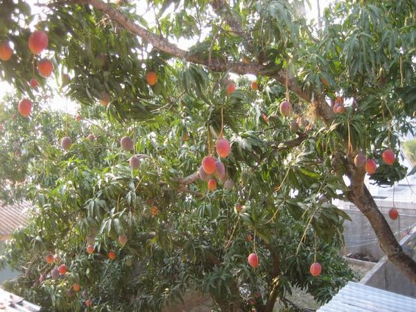 Mangos in May