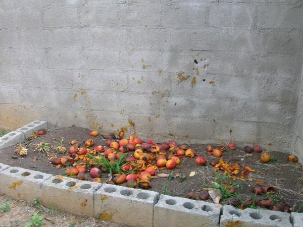 The Mango Graveyard