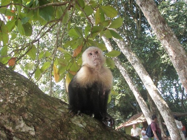 Capuchin Monkey!