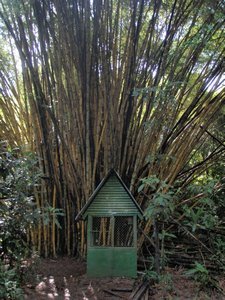Bamboo Tree??