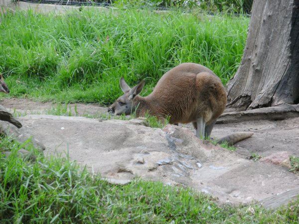 Kangaroooo