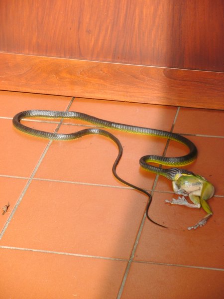 Snake - frog