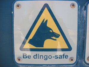 Dingoo?!?