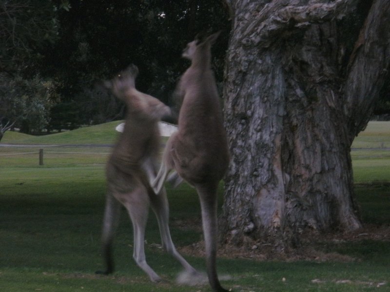 kangaroo Fight 