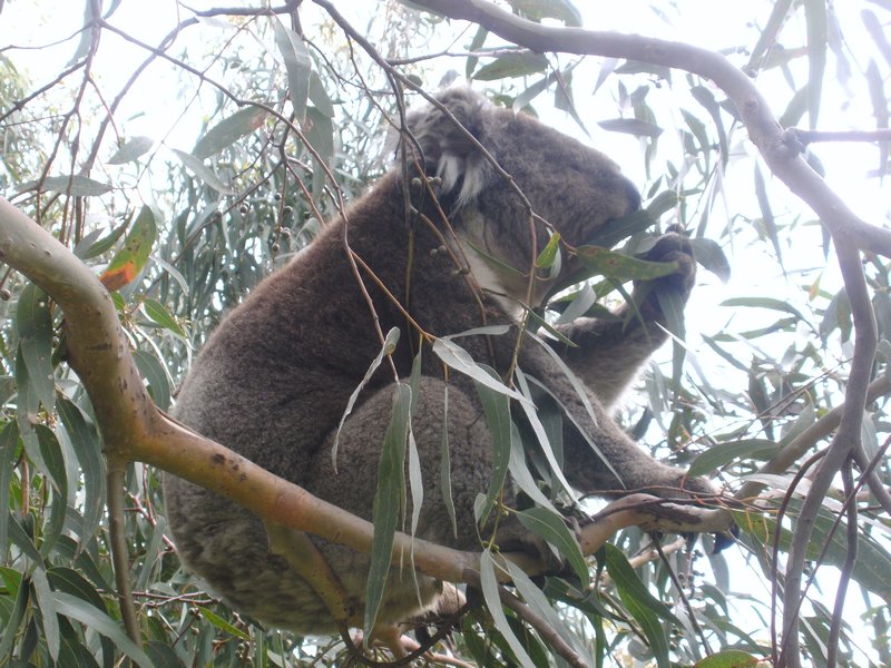 Koala Koala