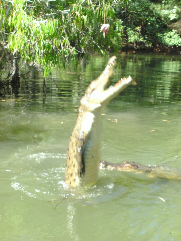 Crocs in QLD
