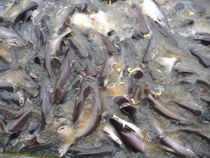 feeding the thousands of catfish
