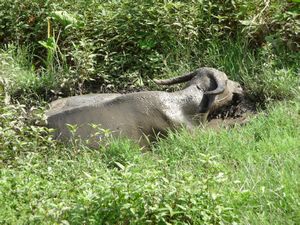 buffalo mud bath