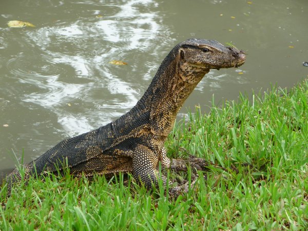 A friendly monitor lizard stops for a pose