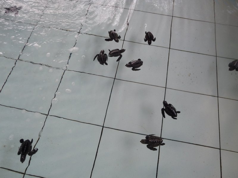 One day old turtles
