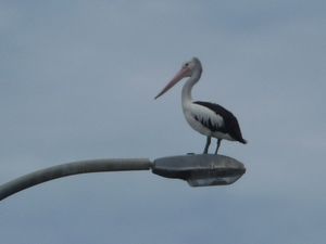 Batemans bay - yes it is a pelican on a lampost!