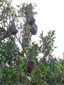 Bats in the botanical gardens