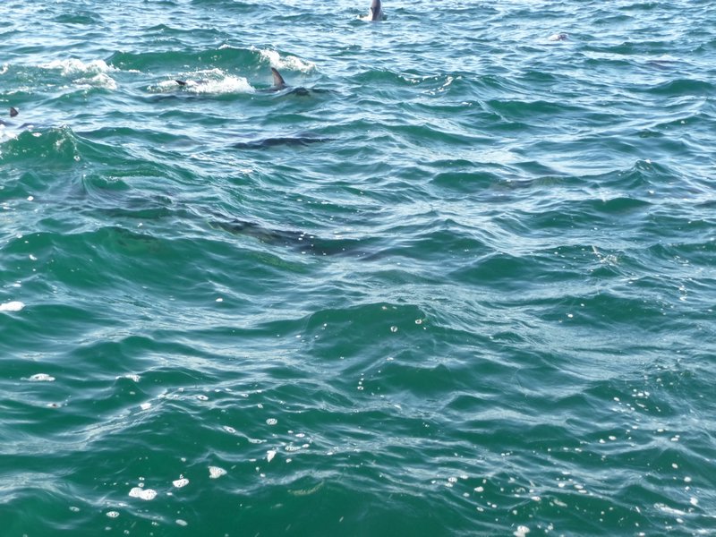 Dolphins!!