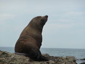 Big fur seal