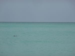 Dolphin in the water off the beach