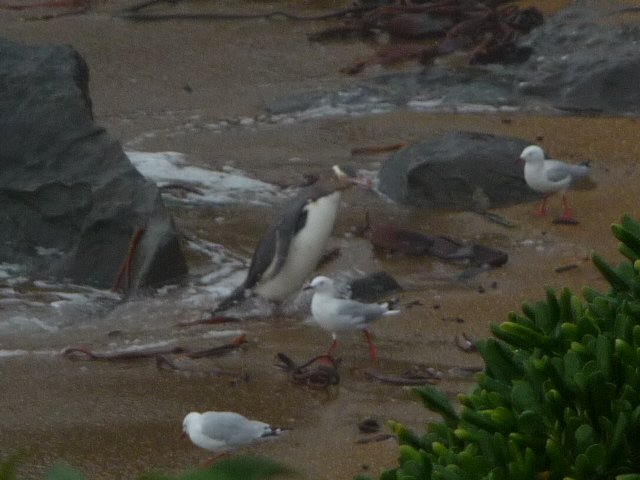 penguin landing on beach