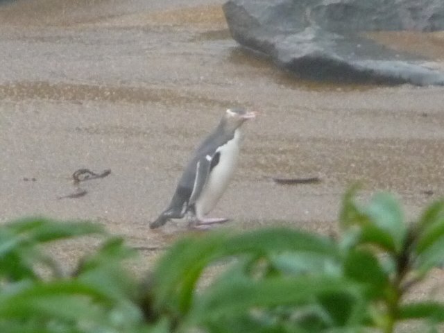 penguin on the beach