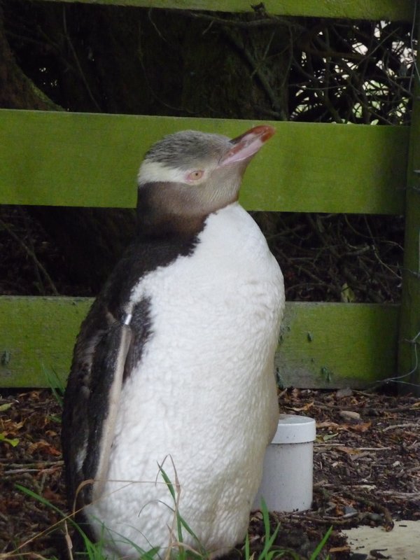 lonely yellow eyed penguin