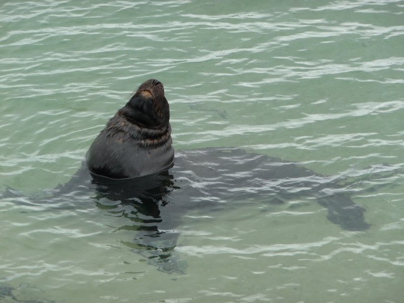 posing seal