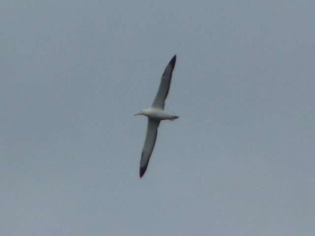 royal albatross  2