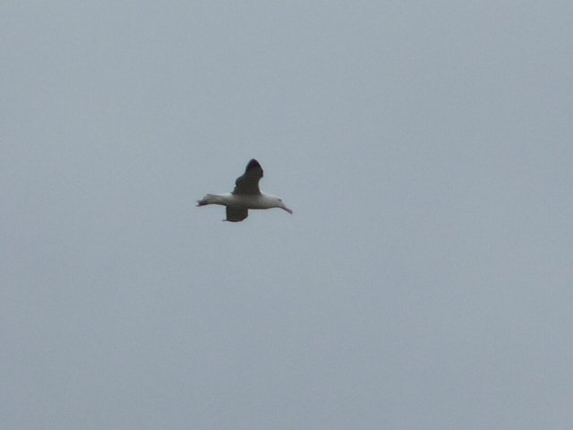 royal albatross 3