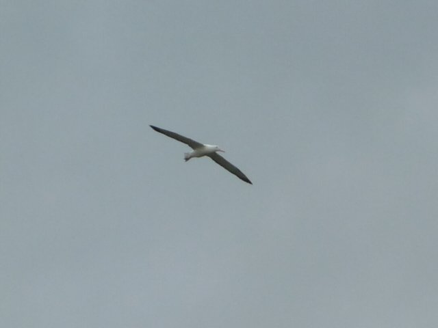 royal albatross 4
