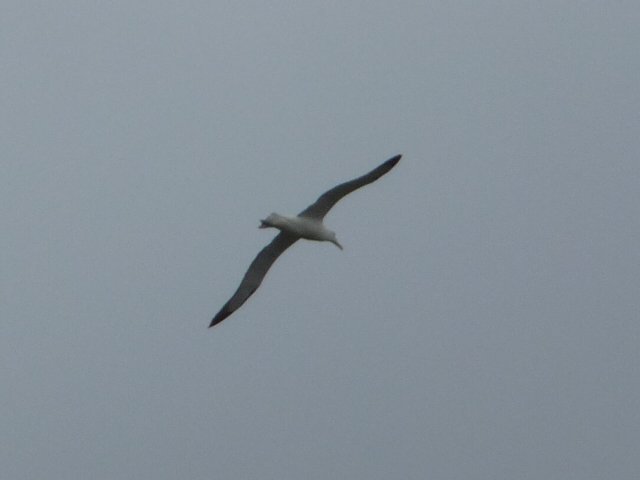 royal albatross 5
