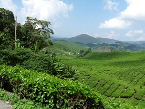 27 Tea plantations in the Highlands