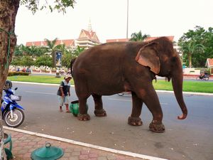 47 Elephant doing a poo on the main road in Phnom Penh