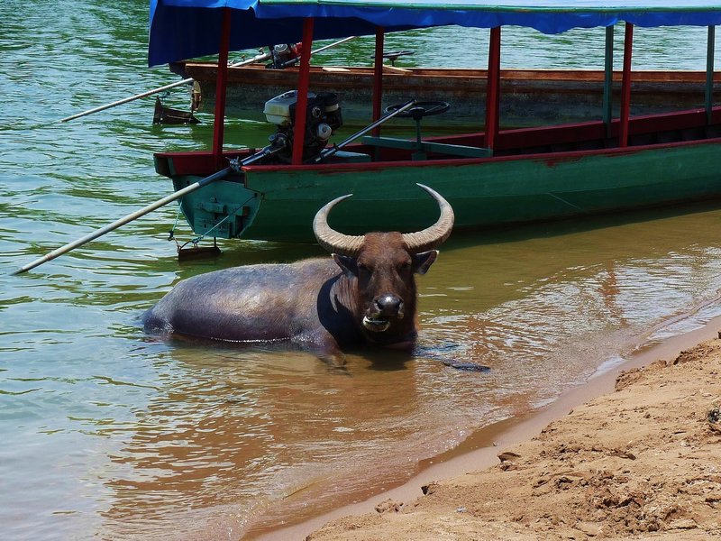 10 A water buffalo