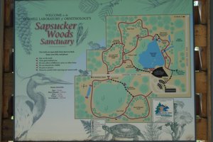 Sapsucker Woods Map