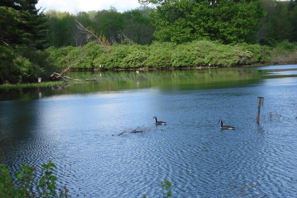 Lake at The Ponds