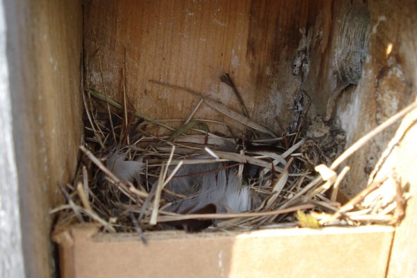 Inside Swallow Nest Box