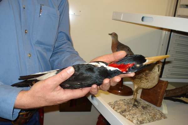 Ivory BIlled Woodpecker