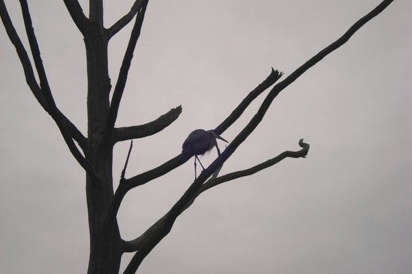 Great Blue Heron on Tree