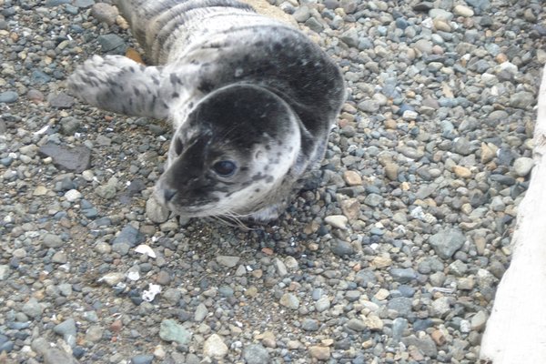 Seal Pup Close-up