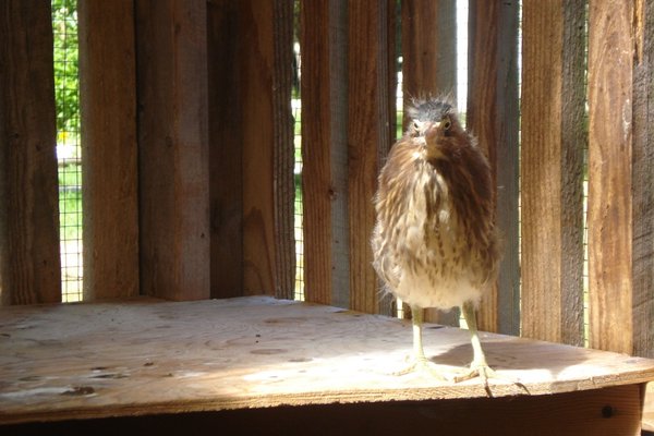 Captive Green Heron...