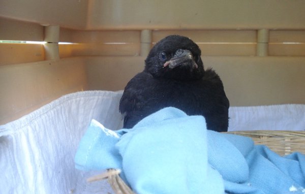 Baby Crow!
