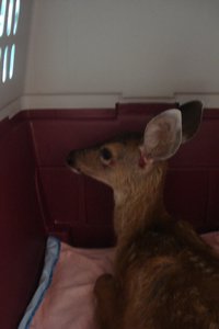 Deer On His Way to Being Released