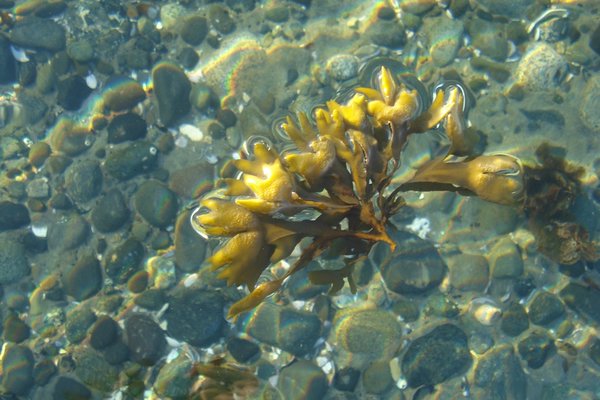 More Bubble Kelp