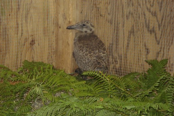 Baby Glaucus-winged Gull
