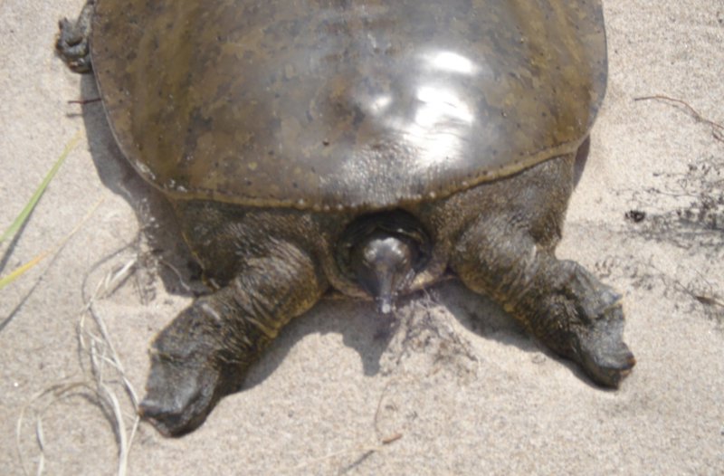 Spiney Softshell Turtle