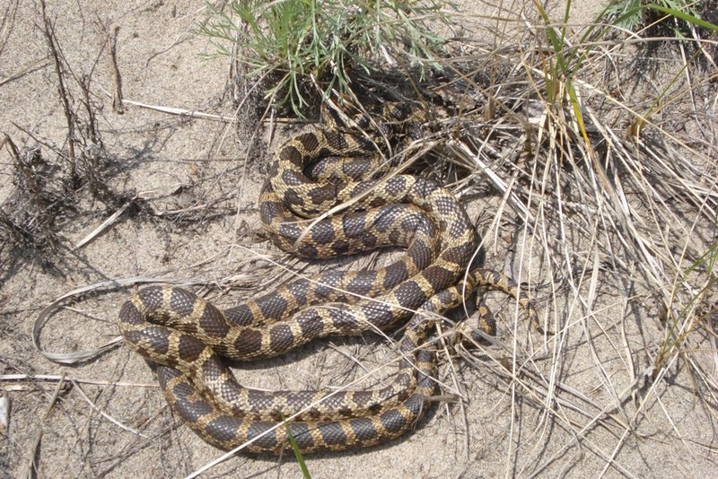 Eastern Fox Snakes Mating