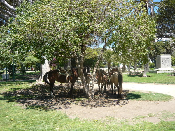 Viña horses