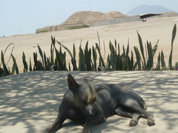 A peruvian hairless dog