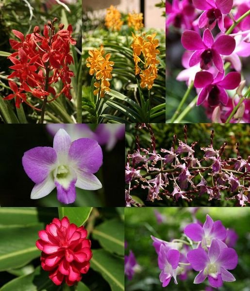 Orchids galore