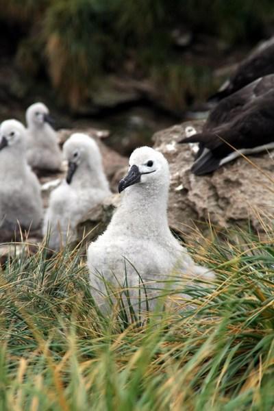 Black Browed Albatross Chicks